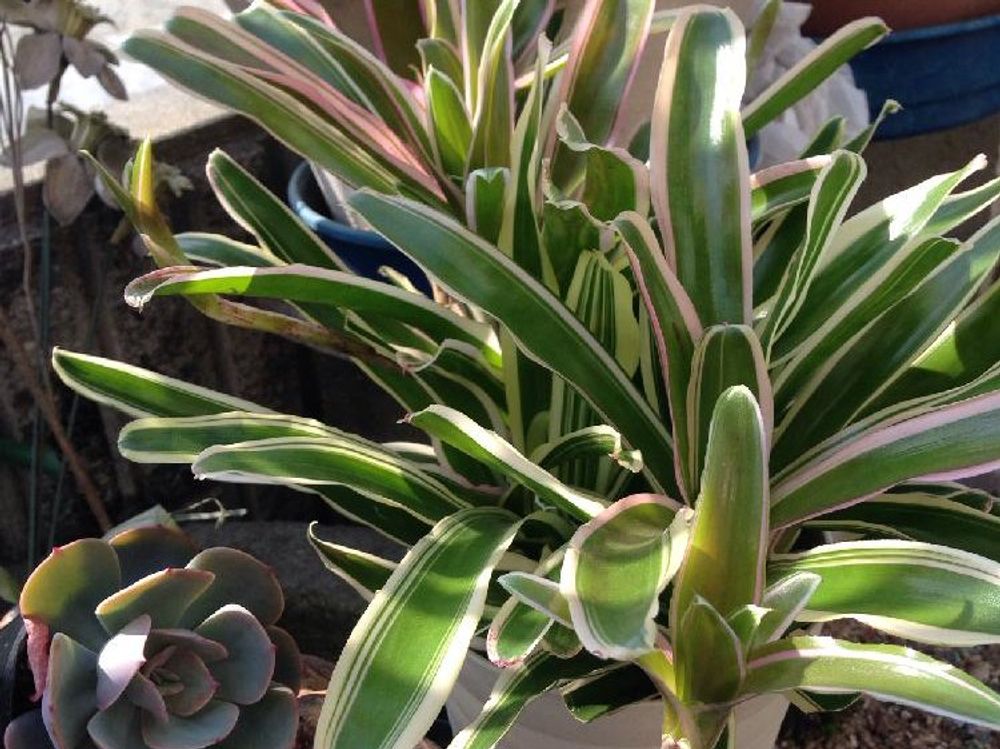 ネオレゲリア　鉢植え　半日陰