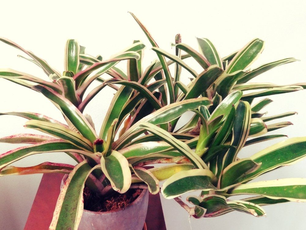 ネオレゲリア　鉢植え葉