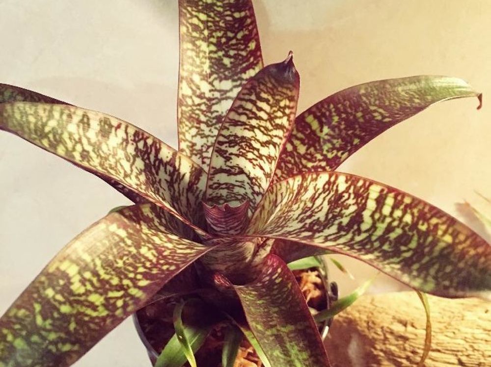 ネオレゲリア　鉢植え　葉