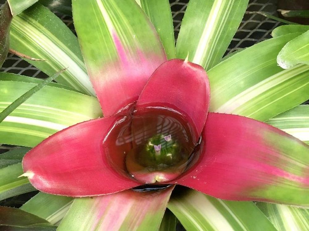 ネオレゲリア　葉　赤い葉