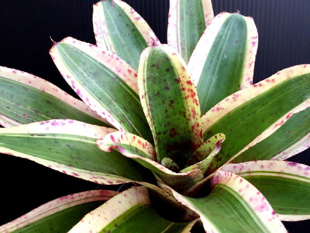 ネオレゲリア　葉