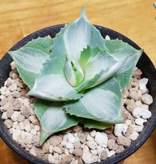 アガベは葉挿しでは増やせない アガベの増やし方について Greensnap グリーンスナップ