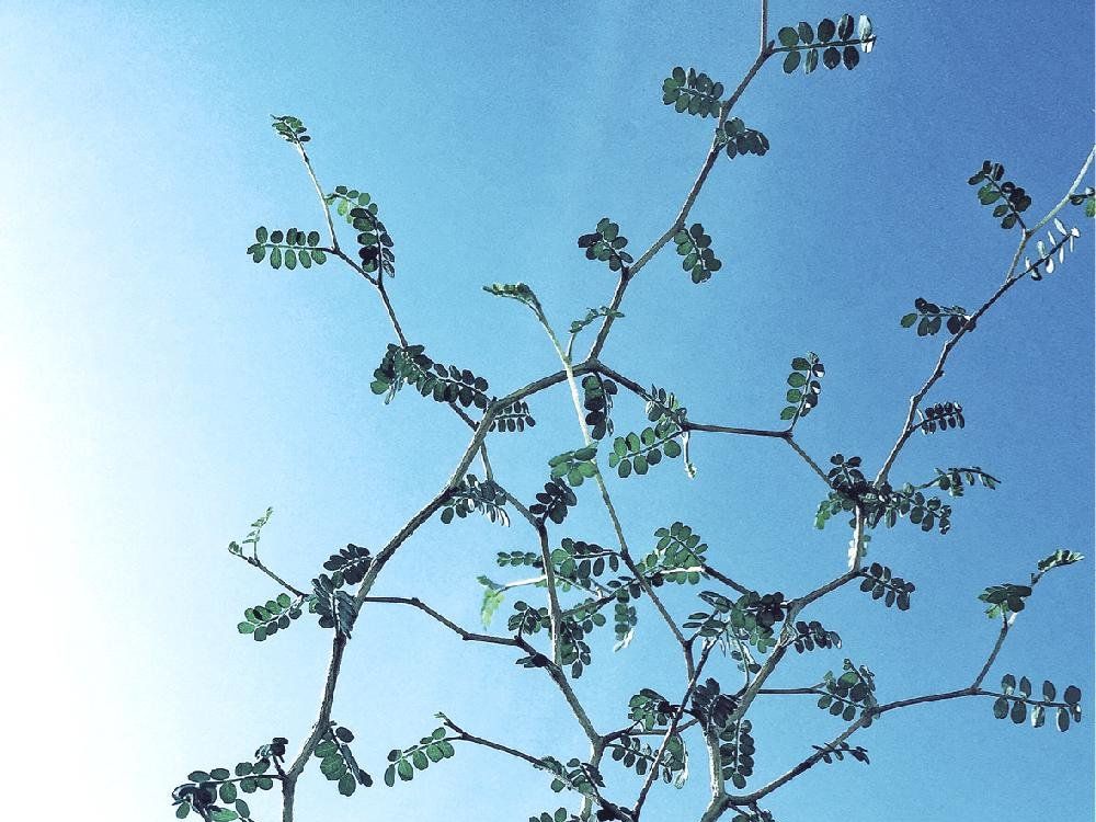ソフォラ　枝葉　青空