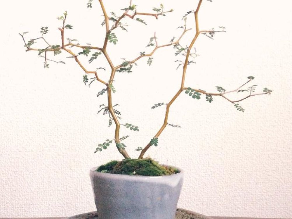 ソフォラ　盆栽　株