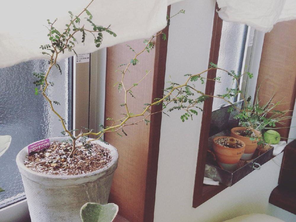 ソフォラ　鉢植え　窓際