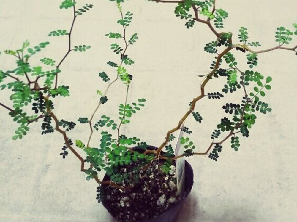 ソフォラ　鉢植え　枝葉