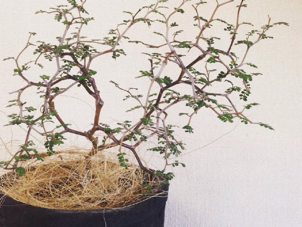 ソフォラ　鉢植え　枝葉