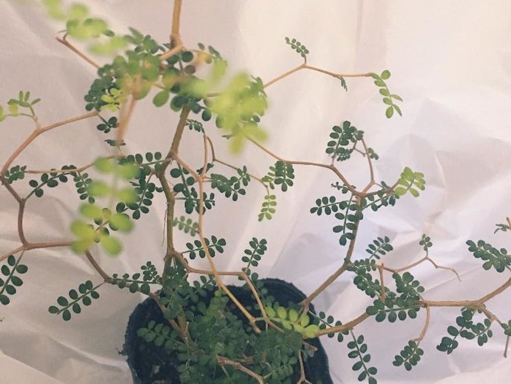 ソフォラ　鉢植え　枝葉