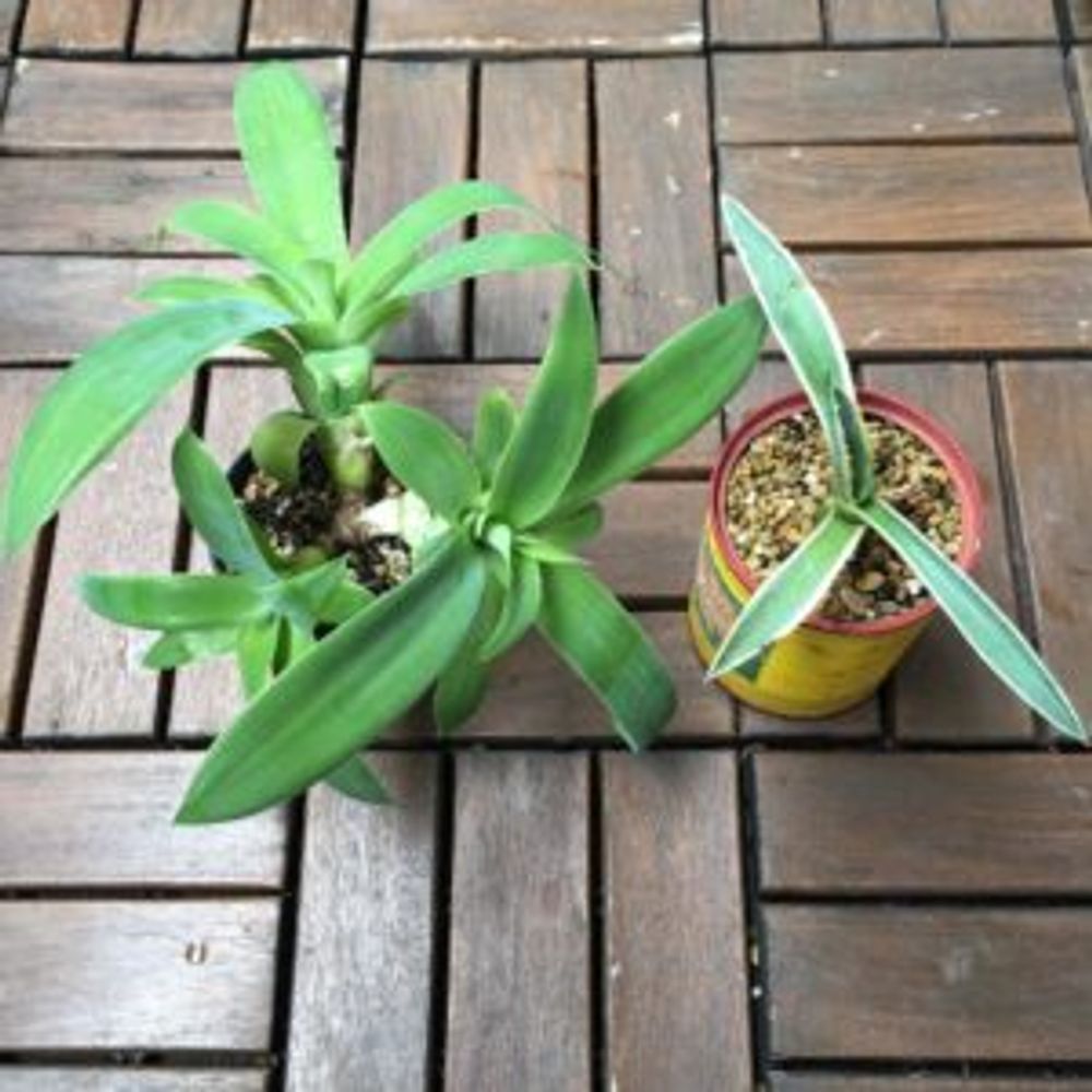 Photo by kisselさん