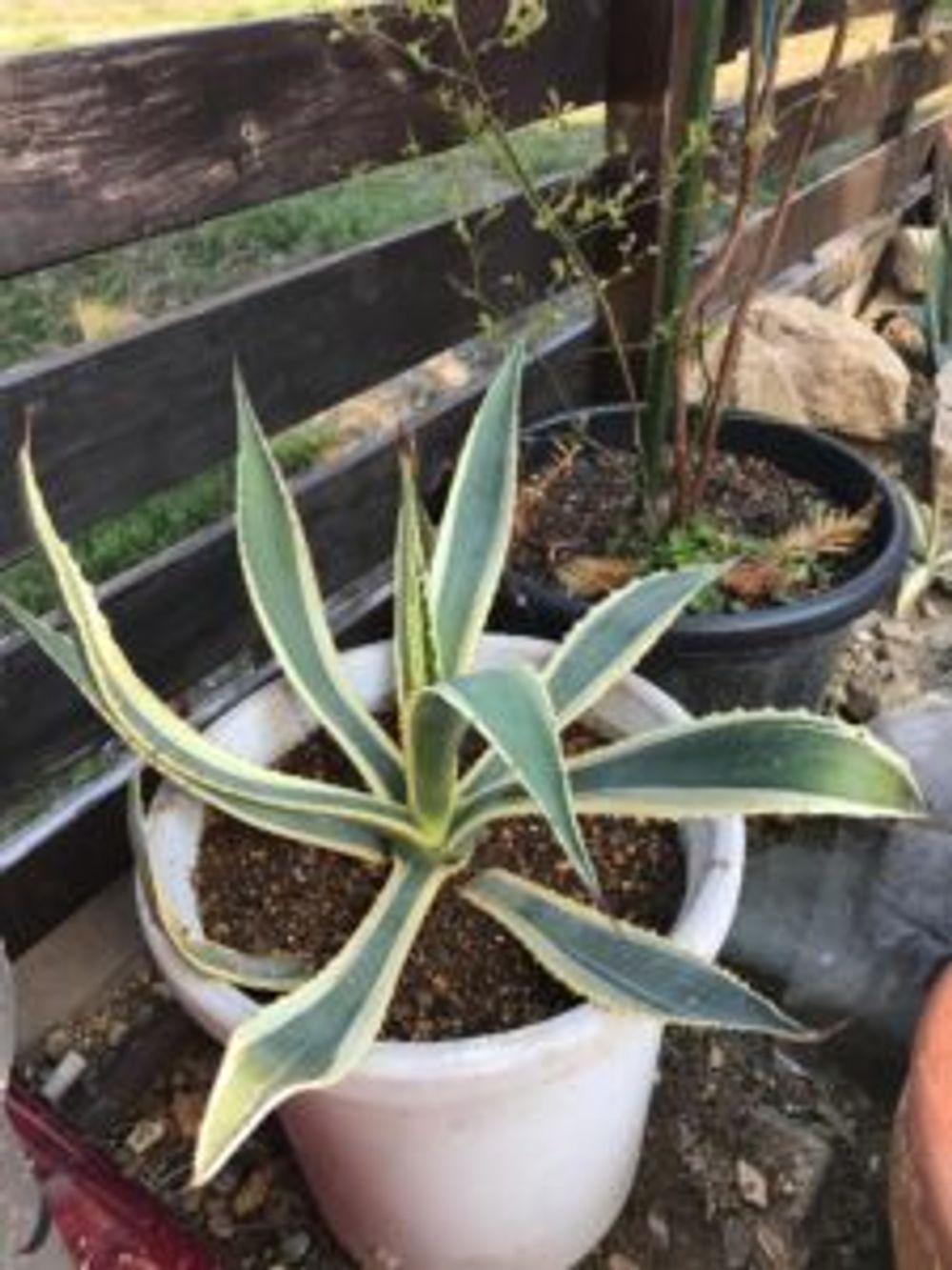 Photo by ポッキーさん