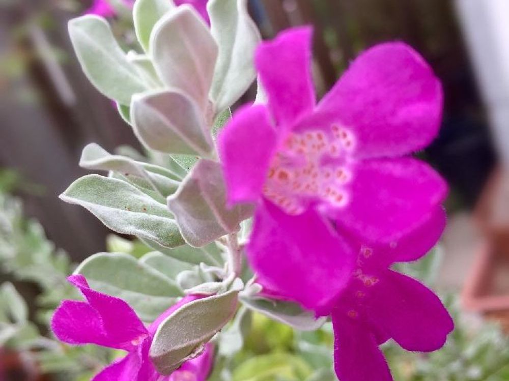 レウコフィルム 