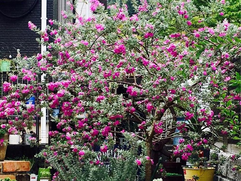 レウコフィルム 