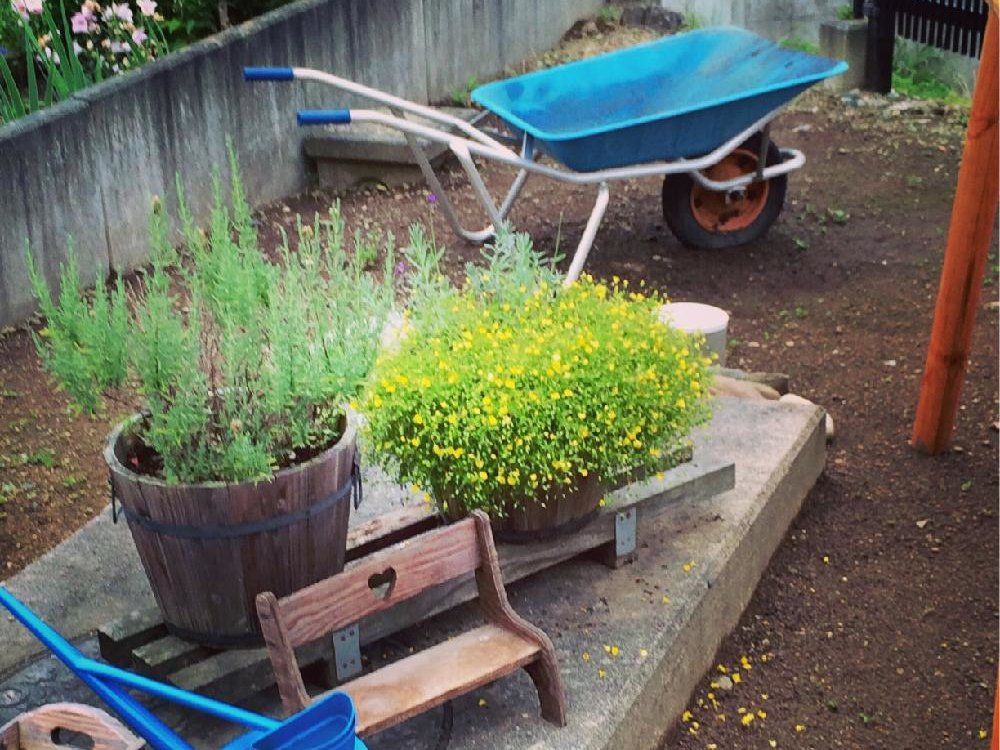 レウコフィルム 