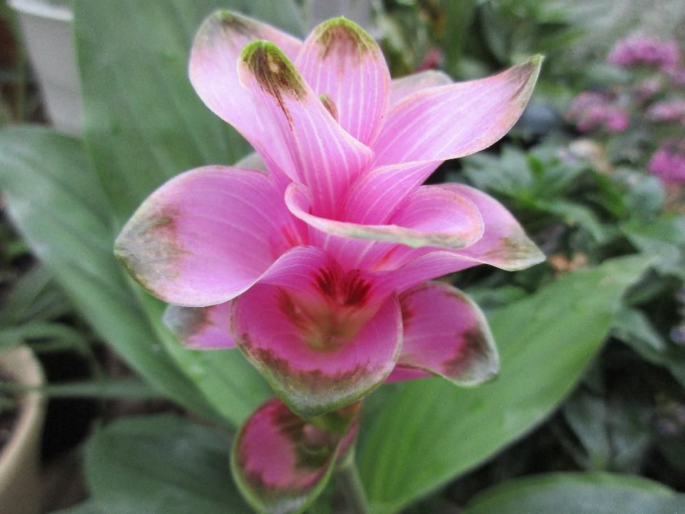 クルクマ　ピンク色の花