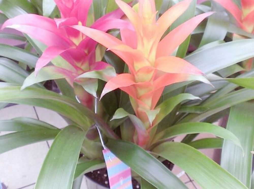 クルクマ　鉢植え　オレンジ色の花　ピンク色の花