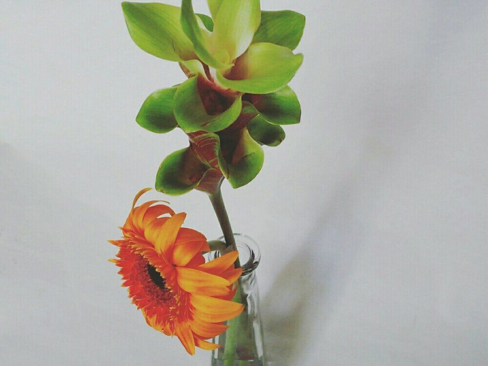 クルクマ 　ガラス瓶　オレンジ色の花