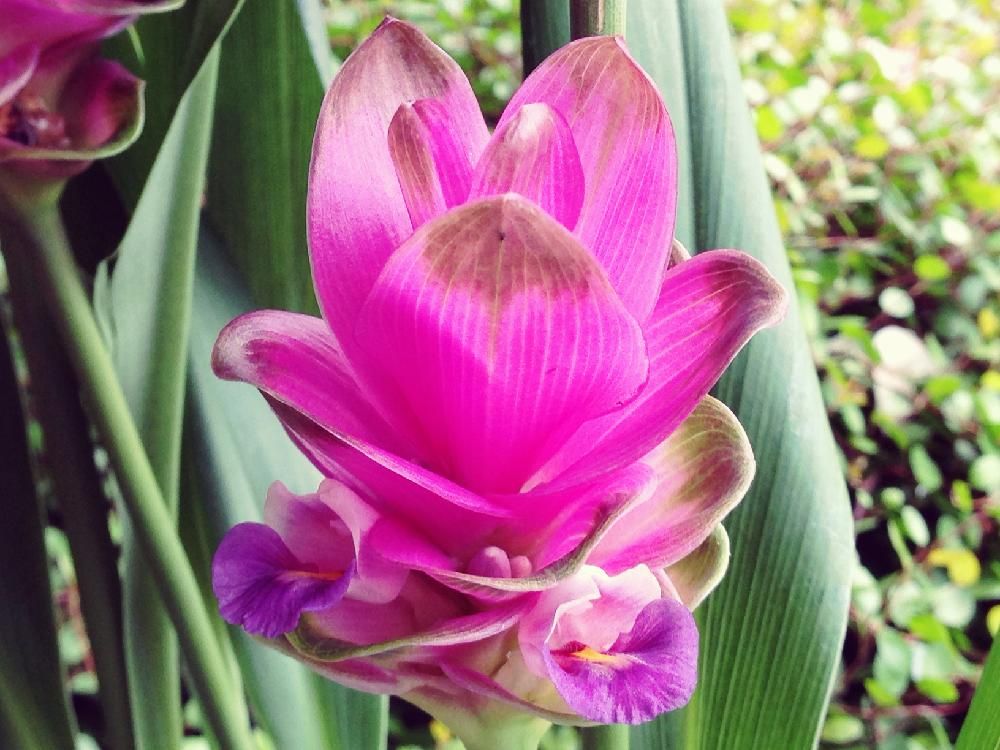 クルクマ 　ピンク色の花