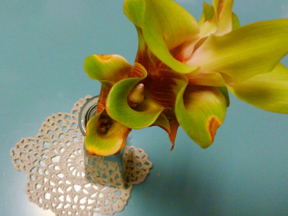 クルクマ 　瓶　株