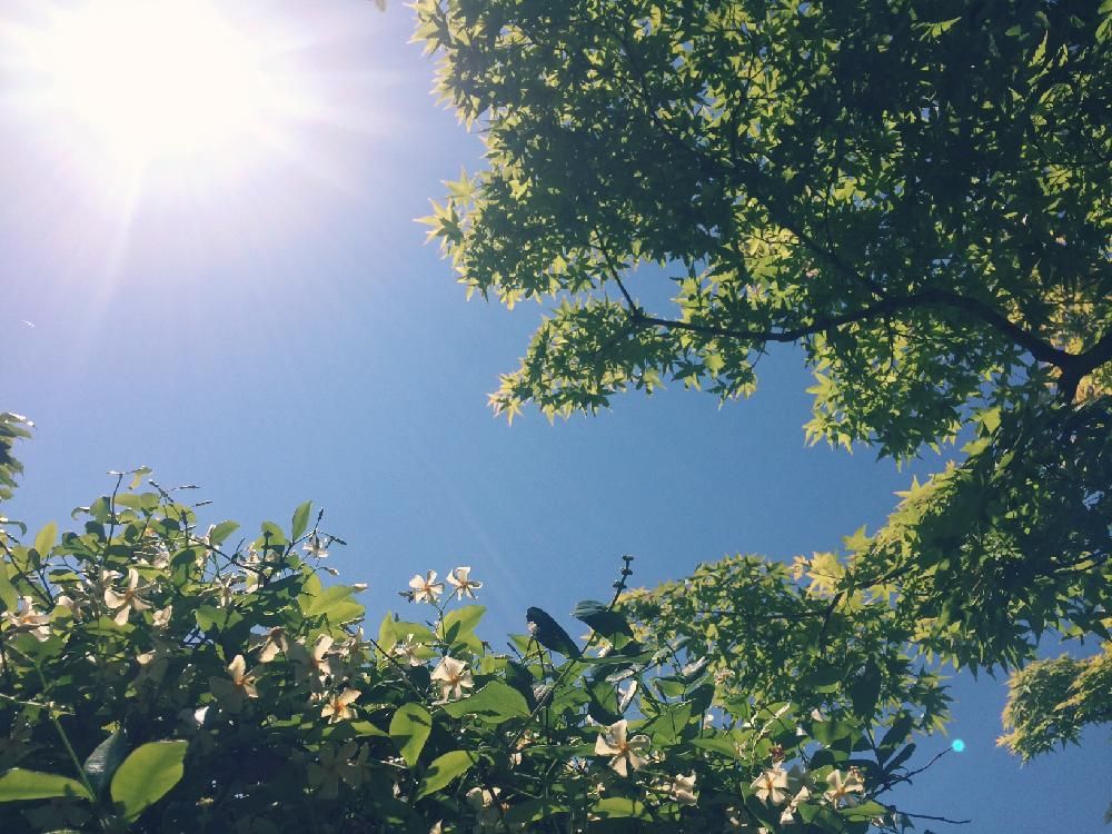 シンフォリカルポス　青空　日差し