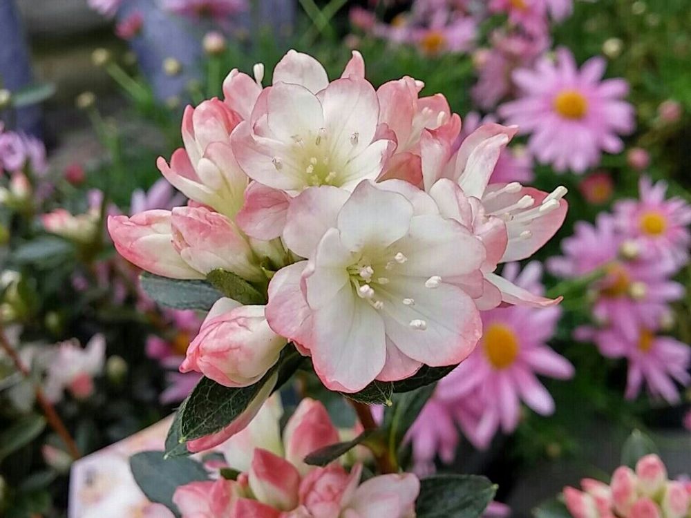 ツツジ　ピンク色の花