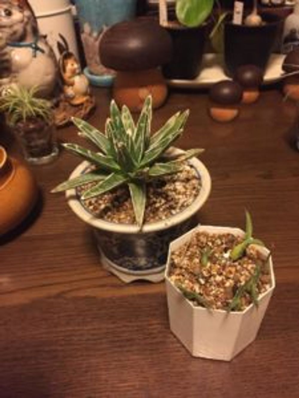 Photo by ilovecatさん