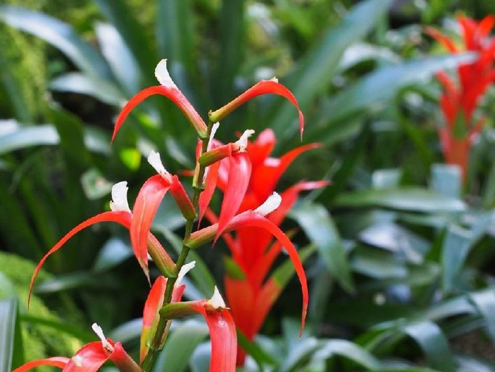 グズマニア　赤い花