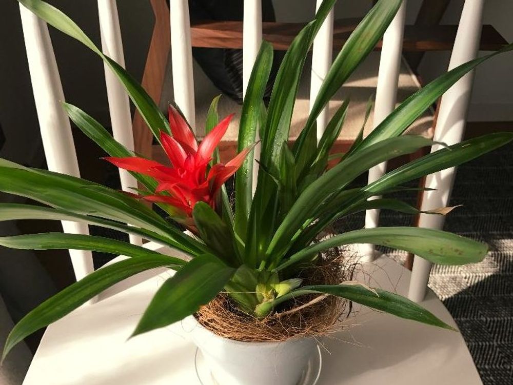 グズマニア　鉢植え　赤い花