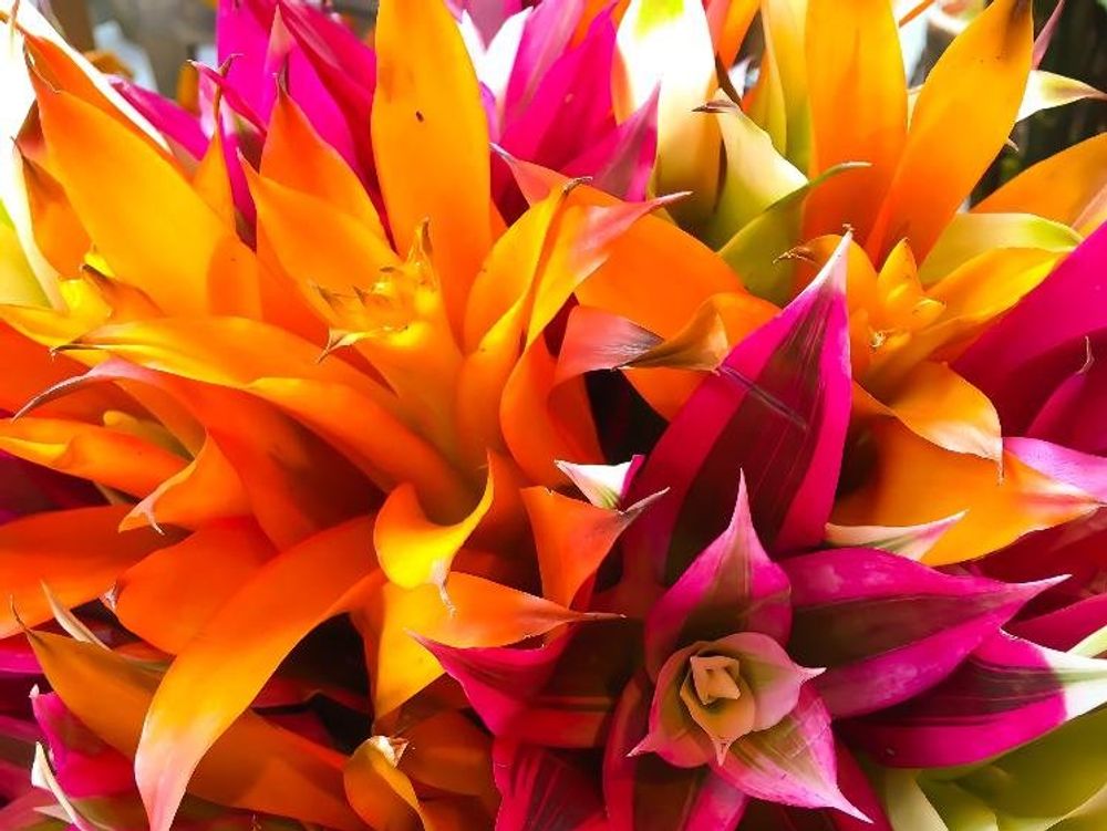 グズマニア　朱色の花