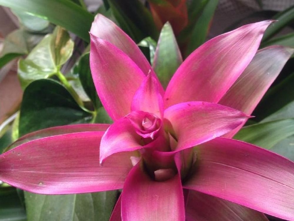 グズマニア　ピンク色の花　窓際