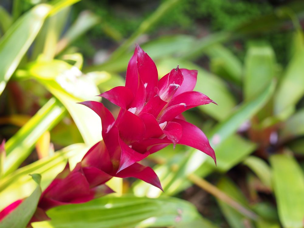 グズマニア　赤い花