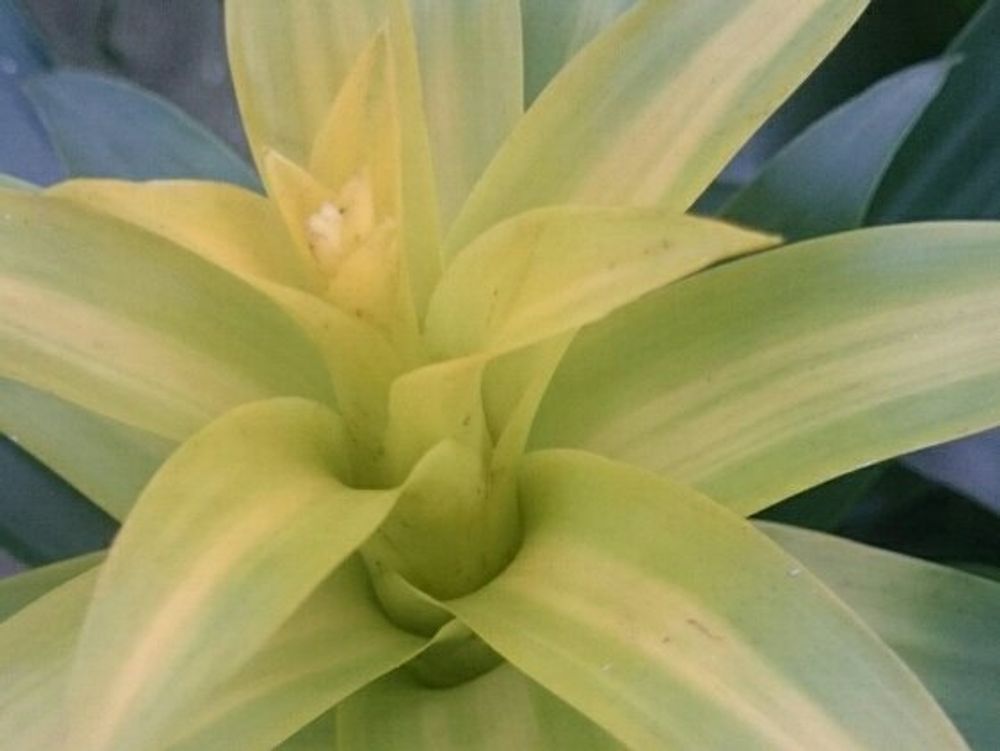 グズマニア　白い花