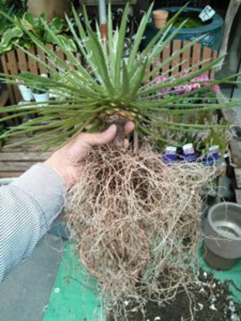 Photo by クマさん