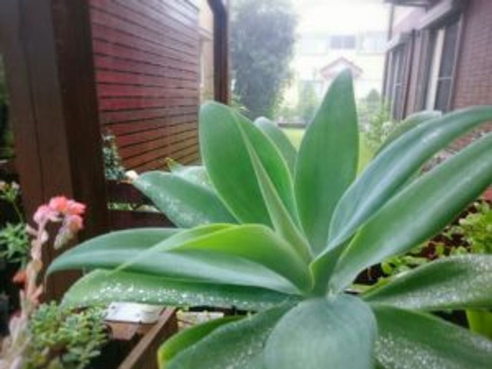 Photo by ikuraさん