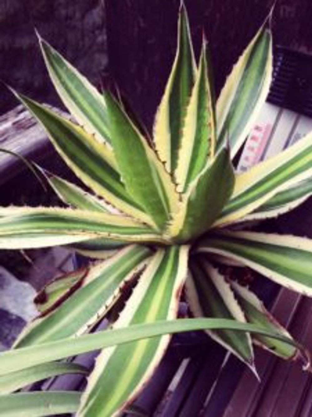 Photo by 信恵さん