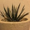 アガベの根腐れを防ぐ！日々のお手入れ方法の画像