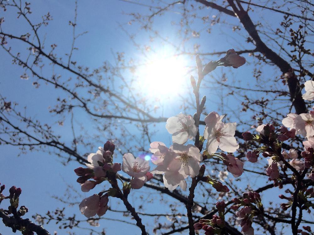 桜(サクラ)　ピンク色の花　青空　太陽
