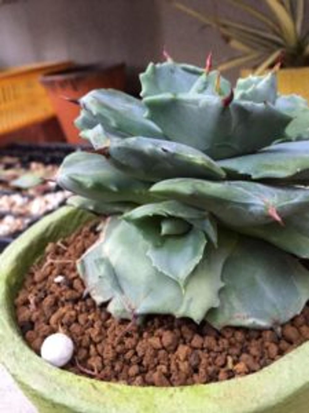 Photo by はんぺんさん