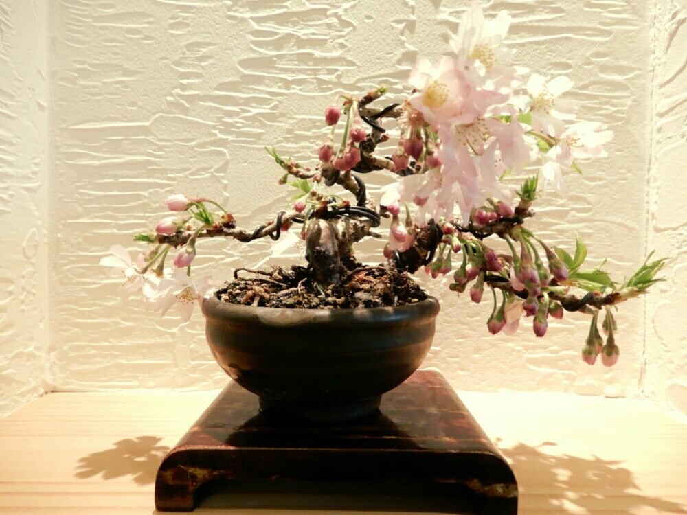 桜(サクラ) 盆栽