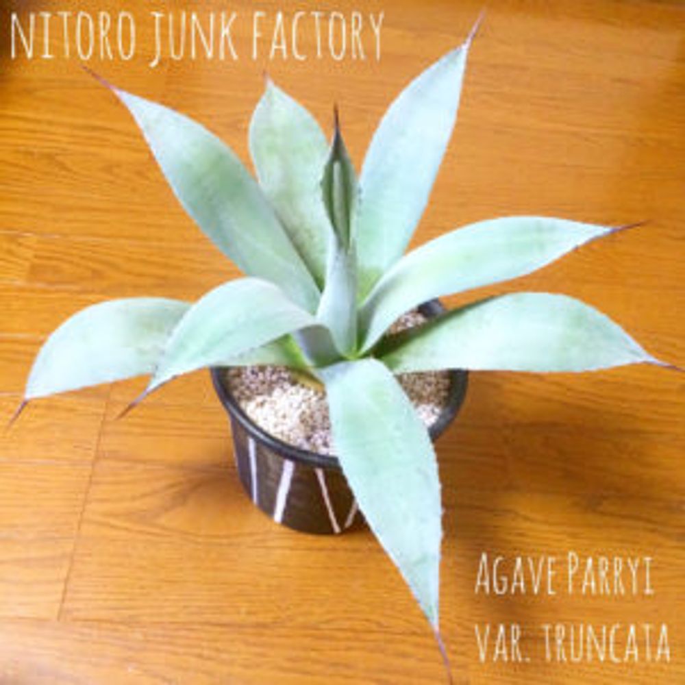 Photo by Tsuyoshi@nitorojunkfactoryさん