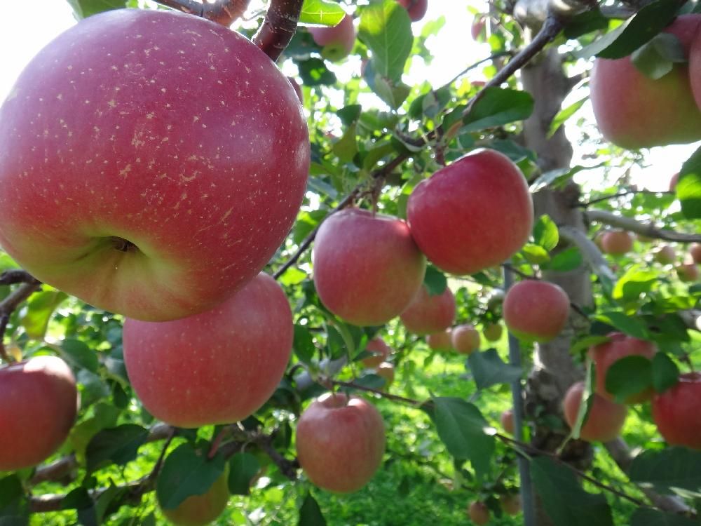 リンゴ　赤い実