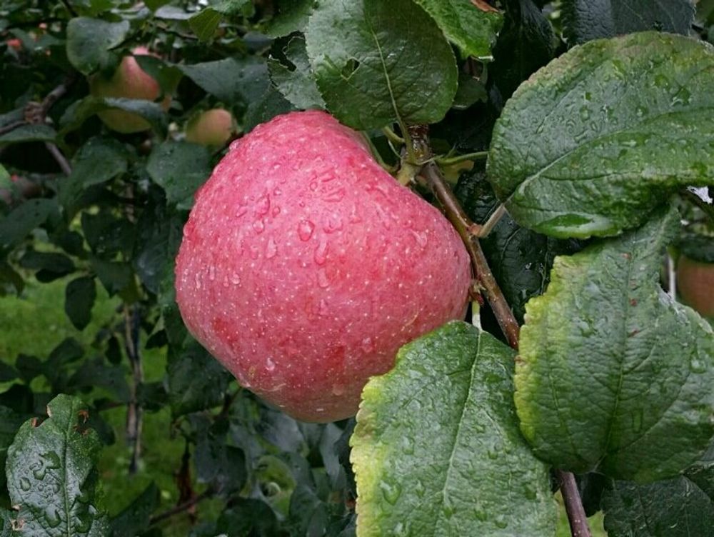 リンゴ　赤い実　水滴