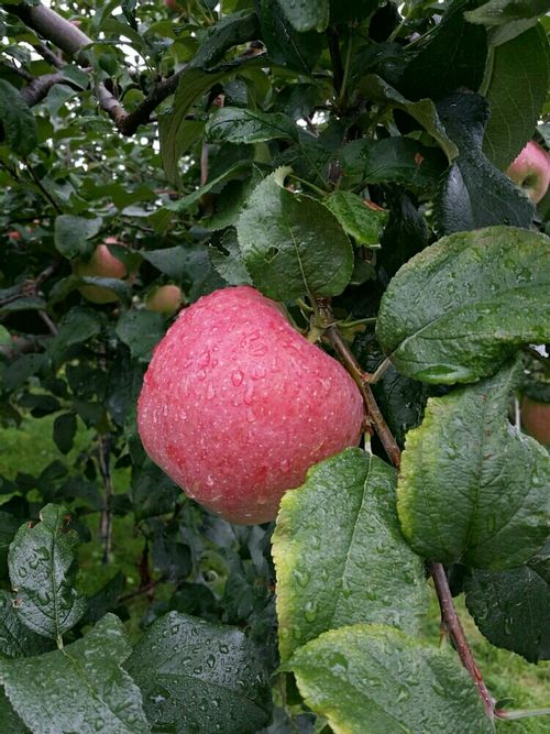 リンゴの育て方 植え付ける場所や時期は 種まきや鉢植えでも栽培できる Greensnap グリーンスナップ