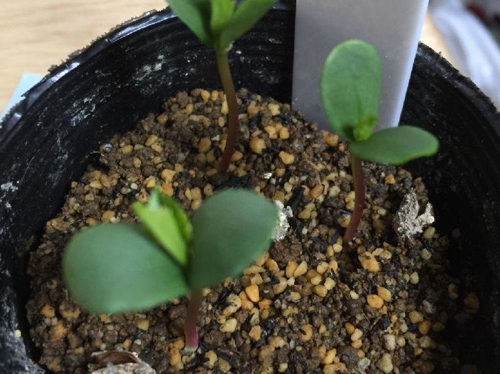 リンゴ　用土　芽