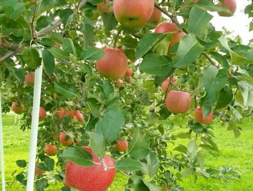 リンゴの育て方 植え付ける場所や時期は 種まきや鉢植えでも栽培できる Greensnap グリーンスナップ リンゴの育て方 植え付ける場所や時期は 種まきや鉢植えでも栽培できる Greensnap グリーンスナップ