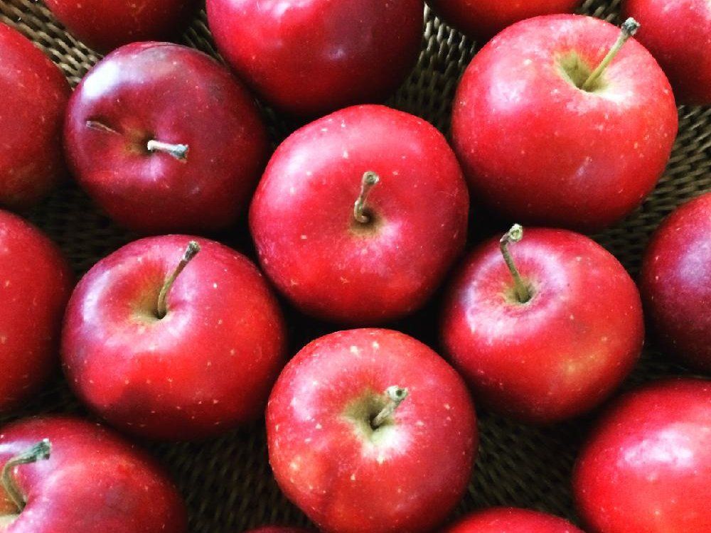 リンゴ　収穫した赤い実