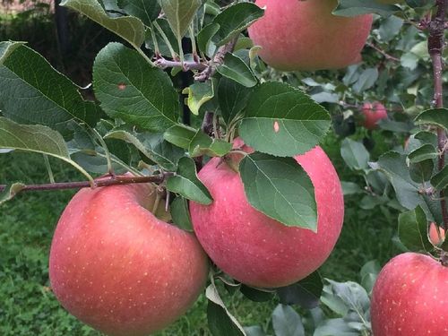 リンゴの育て方 植え付ける場所や時期は 種まきや鉢植えでも栽培できる Greensnap グリーンスナップ