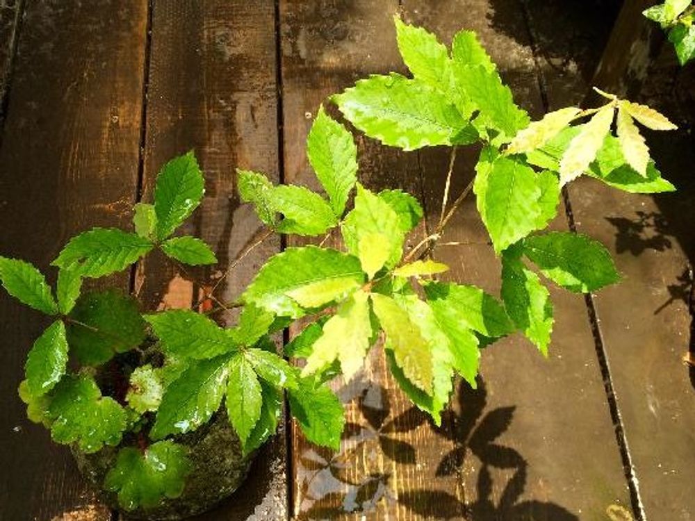 コナラ　鉢植え　株