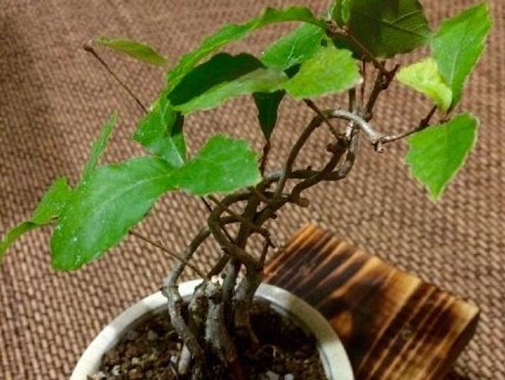 コナラ　鉢植え　株