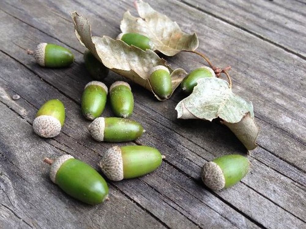 コナラ　緑色の実