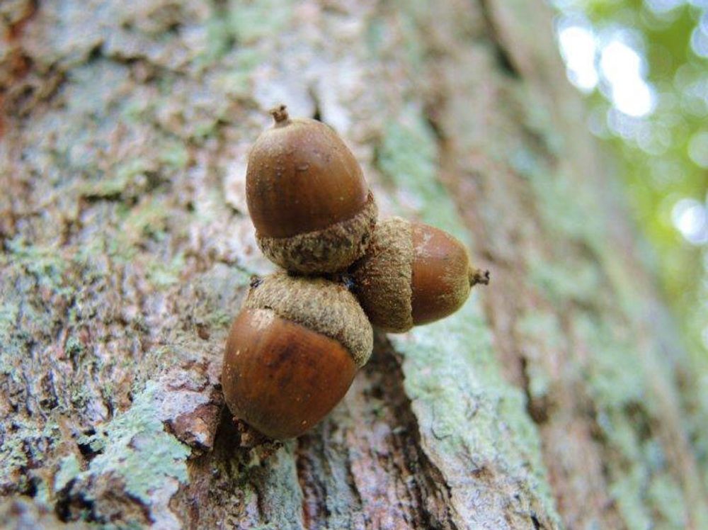 コナラ　どんぐりの実